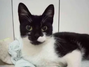 Gato raça Srd idade 1 ano nome Pata mansa