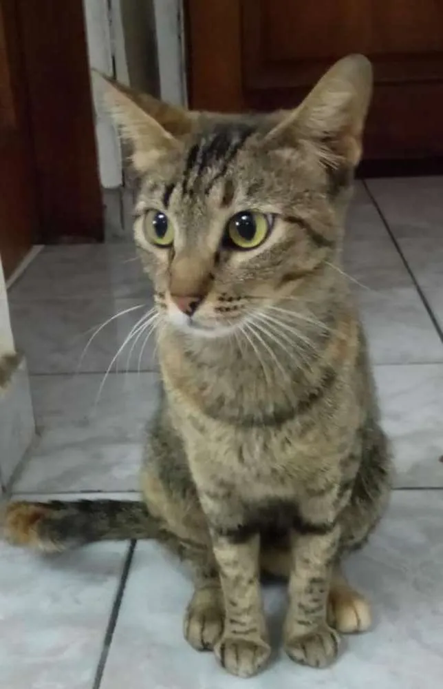 Gato ra a Srd idade 1 ano nome Oncinha