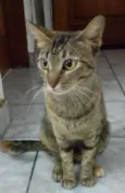 Oncinha