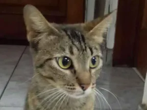 Gato raça Srd idade 1 ano nome Oncinha