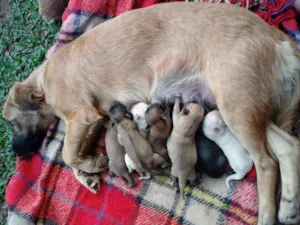 Cachorro raça Nao definidos idade Abaixo de 2 meses nome Sem nome