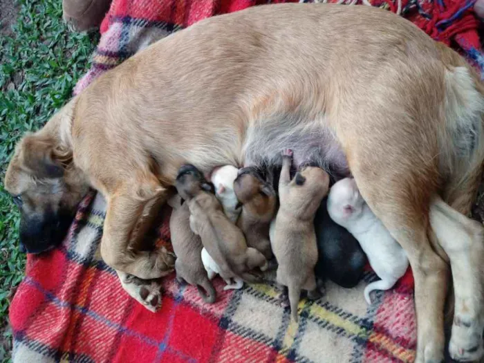 Cachorro ra a Nao definidos idade Abaixo de 2 meses nome Sem nome
