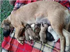 Cachorro raça Nao definidos idade Abaixo de 2 meses nome Sem nome