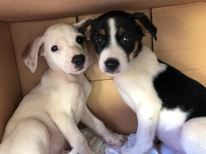 Cachorro ra a Sem raça definida idade Abaixo de 2 meses nome Casal filhotes