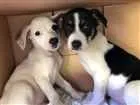 Cachorro raça Sem raça definida idade Abaixo de 2 meses nome Casal filhotes