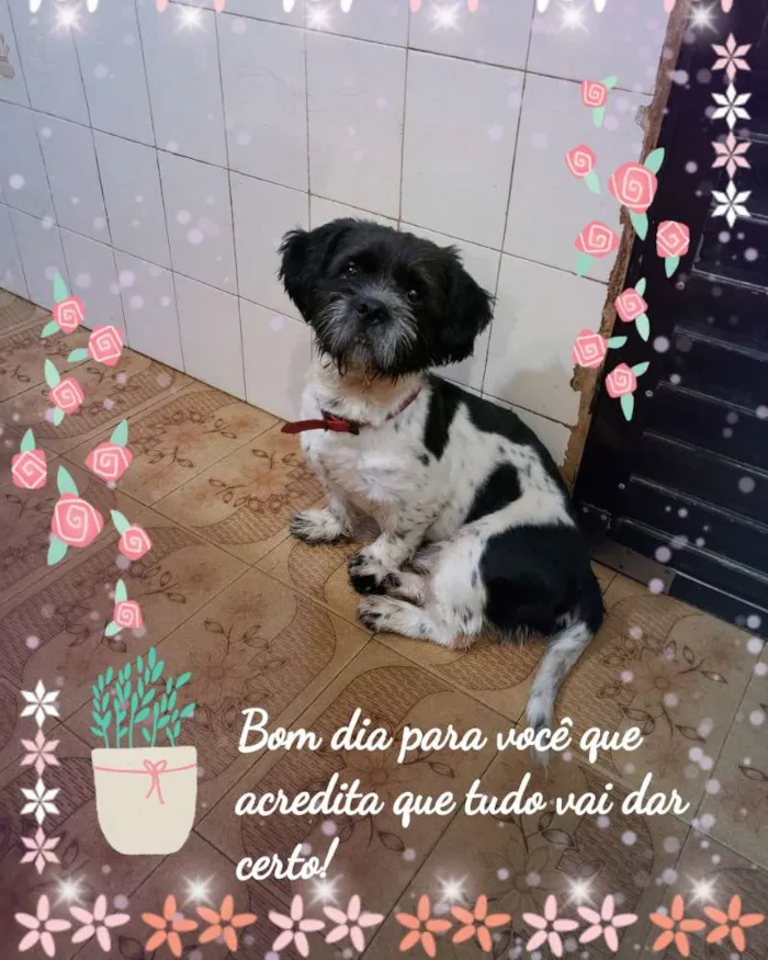 Cachorro ra a  idade 2 anos nome Max