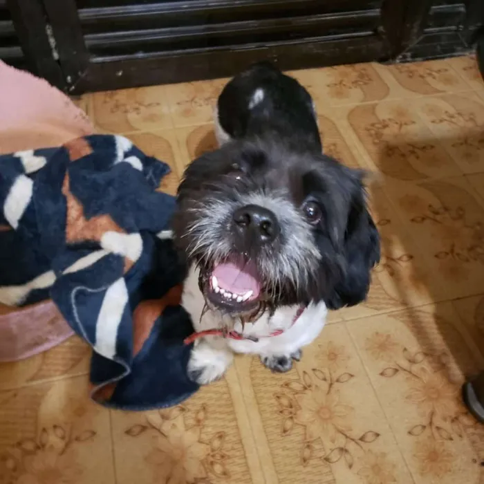 Cachorro ra a  idade 2 anos nome Max