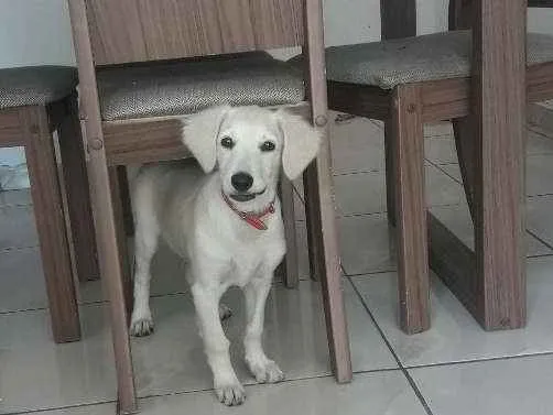 Cachorro ra a Labrador idade  nome Jhow