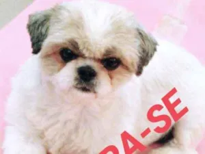 Cachorro raça Shitzu idade 6 ou mais anos nome Julie