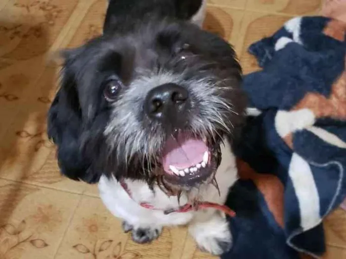 Cachorro ra a  idade 2 anos nome Max