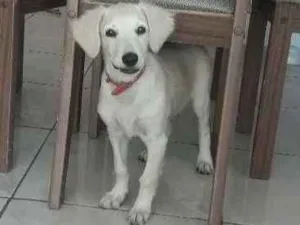 Cachorro raça Labrador idade  nome Jhow