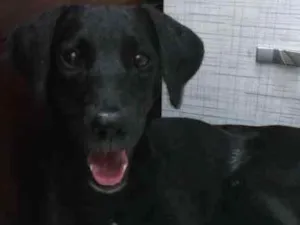 Cachorro raça SRD idade 7 a 11 meses nome SEM NOME