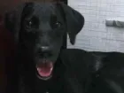 Cachorro raça SRD idade 7 a 11 meses nome SEM NOME