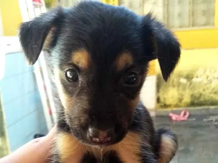Cachorro ra a Vira lata idade 2 a 6 meses nome Sem nome