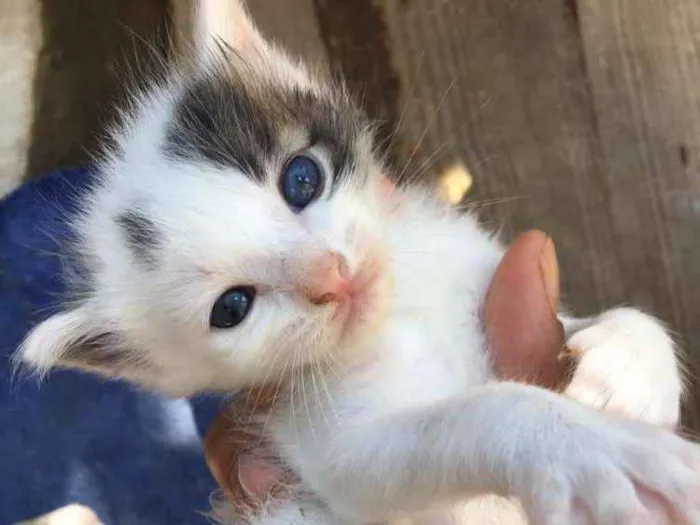 Gato ra a Indefinido idade Abaixo de 2 meses nome Os borrachinhas