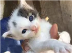 Gato raça Indefinido idade Abaixo de 2 meses nome Os borrachinhas