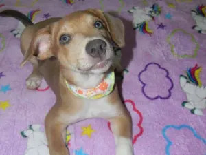 Cachorro raça Mix de labrador  idade 2 a 6 meses nome Spok