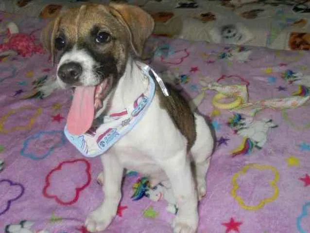 Cachorro ra a Srd idade 2 a 6 meses nome Derek