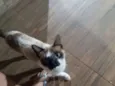 Pituca