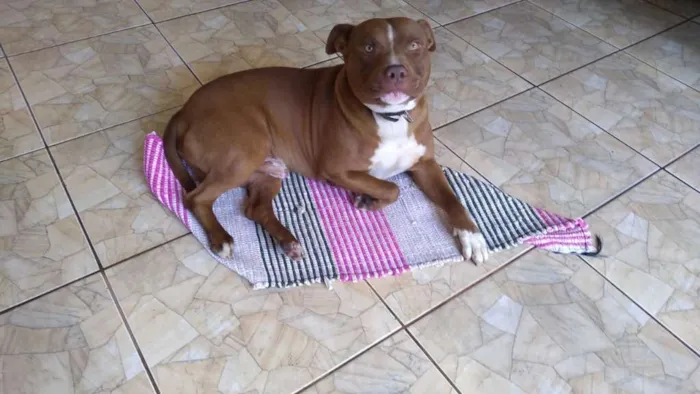 Cachorro ra a pitbull idade 3 anos nome Maximus
