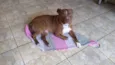 Maximus