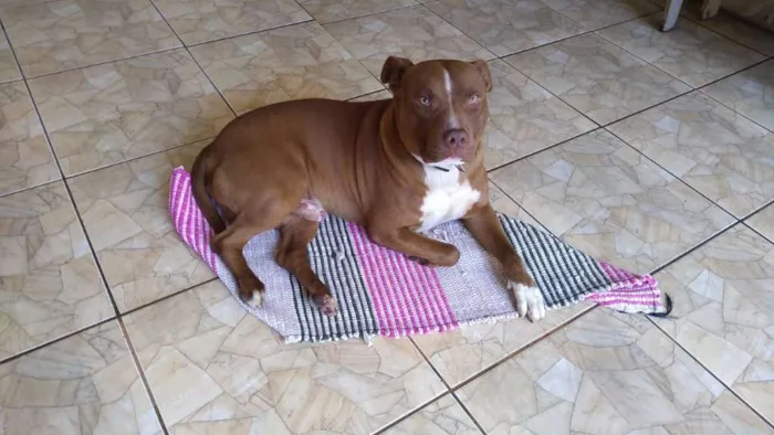 Cachorro ra a pitbull idade 3 anos nome Maximus