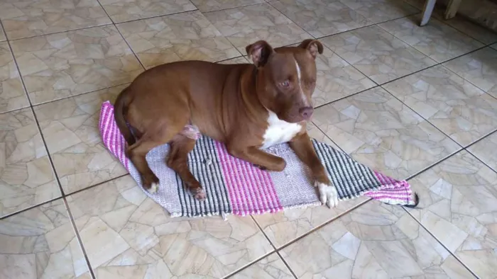Cachorro ra a pitbull idade 3 anos nome Maximus