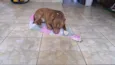 Maximus