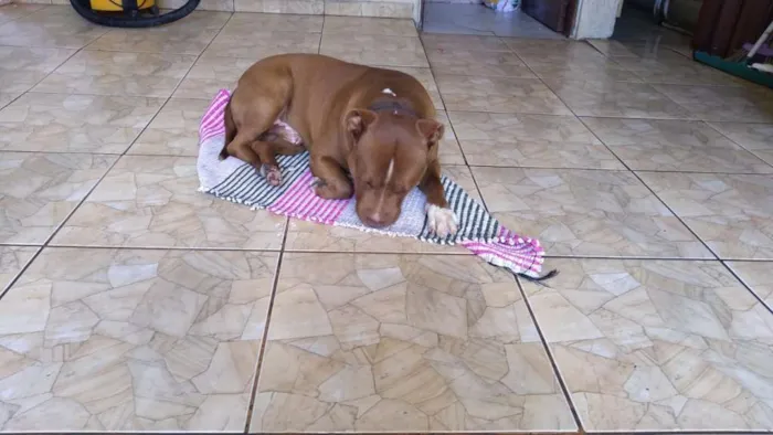 Cachorro ra a pitbull idade 3 anos nome Maximus