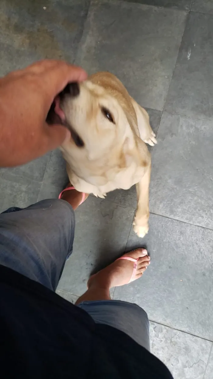 Cachorro ra a Labrador idade 7 a 11 meses nome Mendigata
