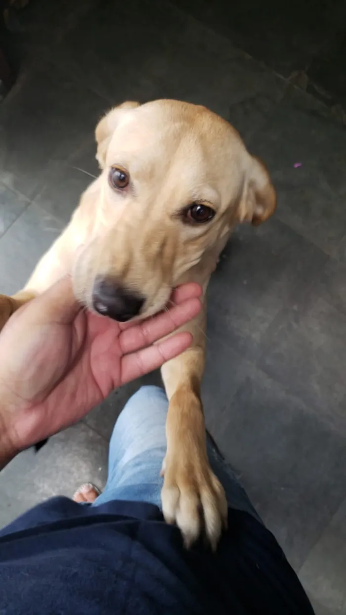 Cachorro ra a Labrador idade 7 a 11 meses nome Mendigata