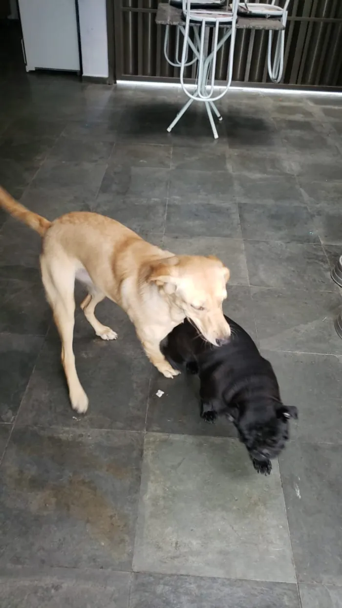Cachorro ra a Labrador idade 7 a 11 meses nome Mendigata