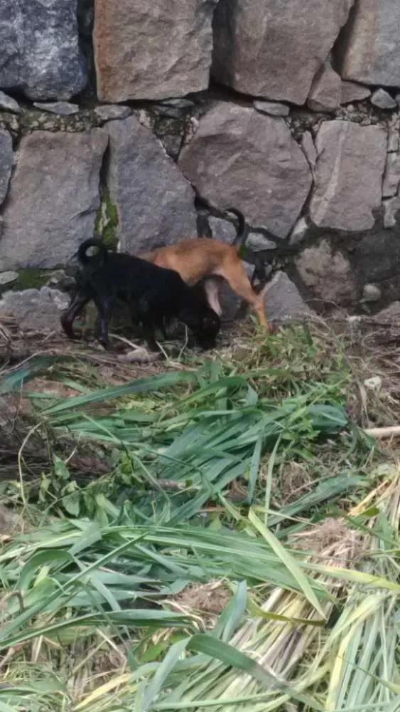 Cachorro ra a Indefinido  idade 2 a 6 meses nome Sem nome