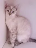 Gatinhos
