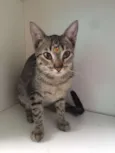 Gatinhos