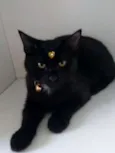 Gatinhos