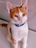 Gatinhos