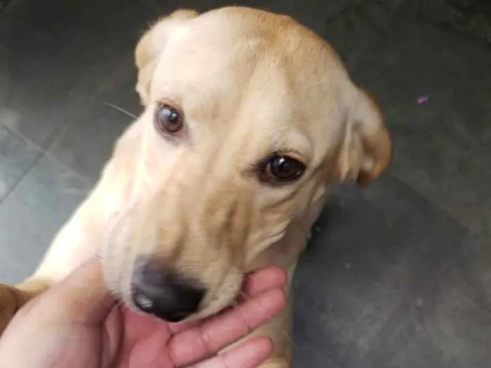 Cachorro ra a Labrador idade 7 a 11 meses nome Mendigata