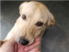 Cachorro raça Labrador idade 7 a 11 meses nome Mendigata