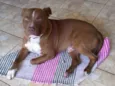 Cachorro raça pitbull idade 3 anos nome Maximus