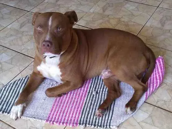 Cachorro ra a pitbull idade 3 anos nome Maximus