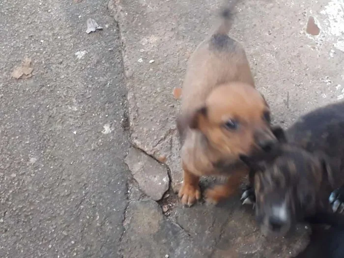 Cachorro ra a  idade Abaixo de 2 meses nome neve