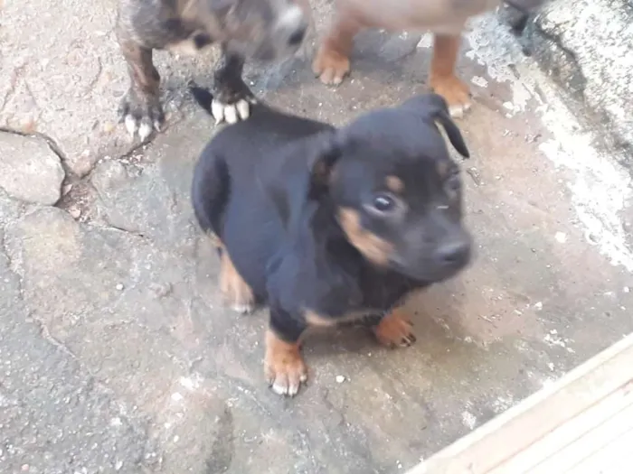 Cachorro ra a  idade Abaixo de 2 meses nome neve