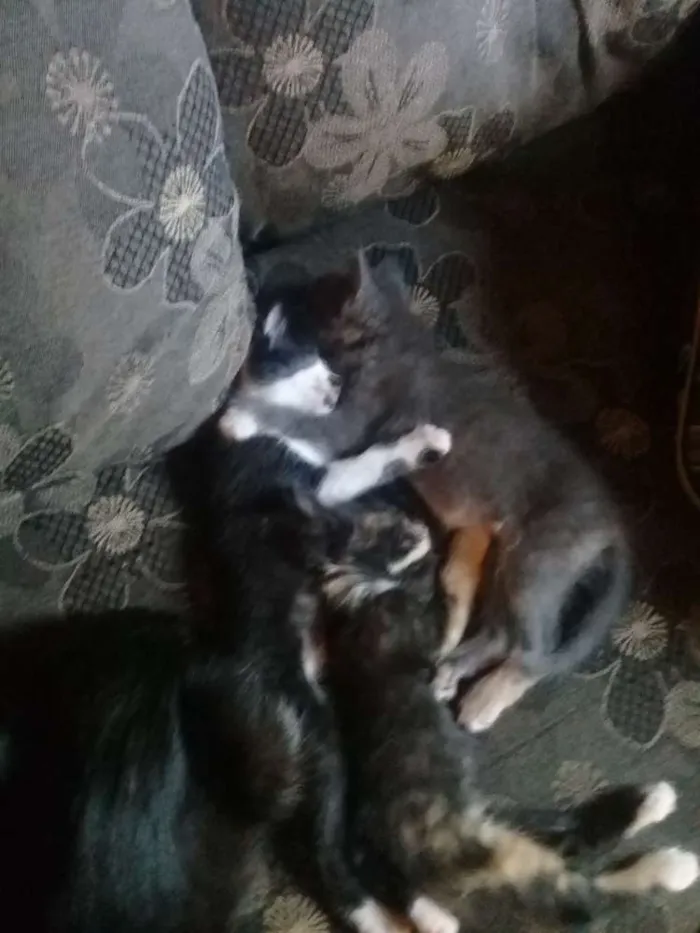 Gato ra a Indefinida idade Abaixo de 2 meses nome Gatinhas