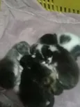 Gatinhas