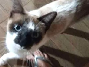 Gato raça Sem raça definida  idade 7 a 11 meses nome Pituca