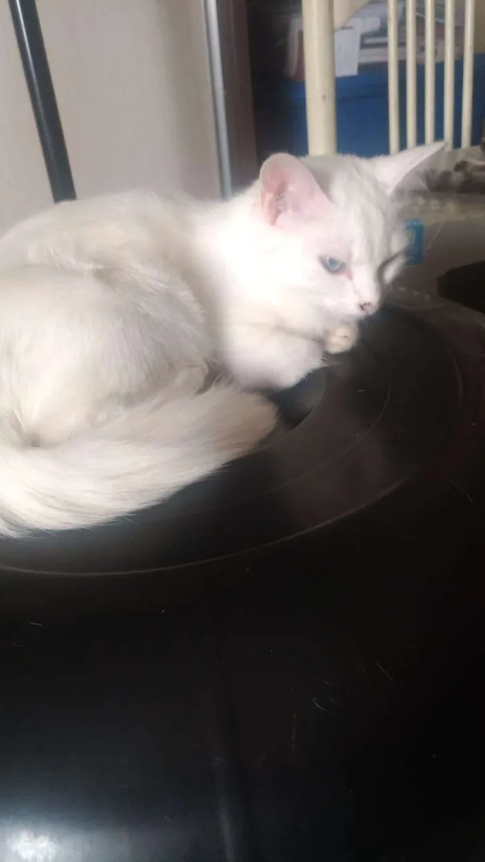 Gato ra a Sem definição idade 2 a 6 meses nome Pantera, neve