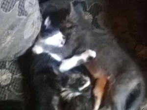Gato raça Indefinida idade Abaixo de 2 meses nome Gatinhas