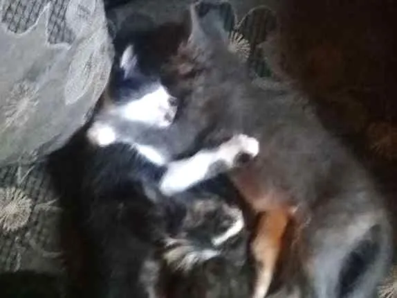 Gato ra a Indefinida idade Abaixo de 2 meses nome Gatinhas