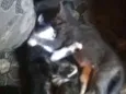 Gatinhas